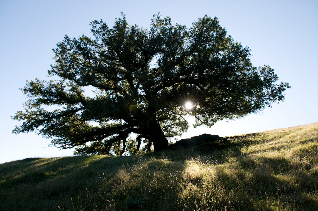 Tree of Life | Fine Art Photography Print