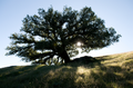 Tree of Life | Fine Art Photography Print
