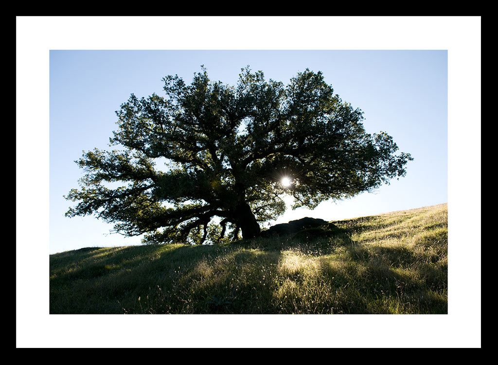 Tree of Life | Fine Art Photography Print