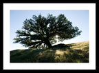 Tree of Life | Fine Art Photography Print